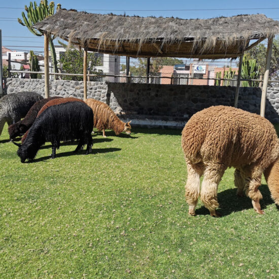 Arequipa-Alpaca