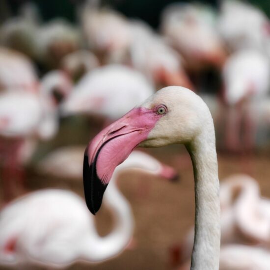 Argentina-Iguazu-Flamingo