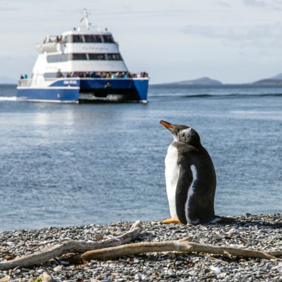 Argentina-Ushuaia-Pinguin-Catamaran