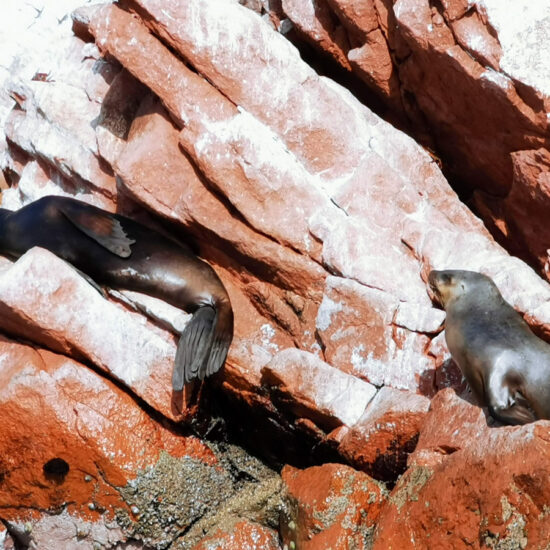 Ballestas-Islands-Islas-Ballestas-5