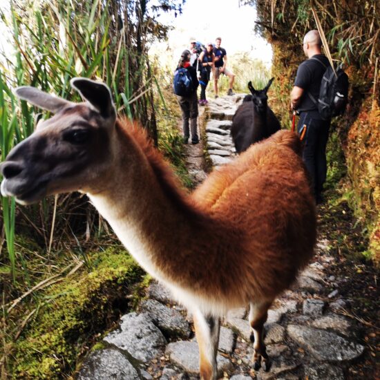 Inka-Trail-Camino-Inca-27