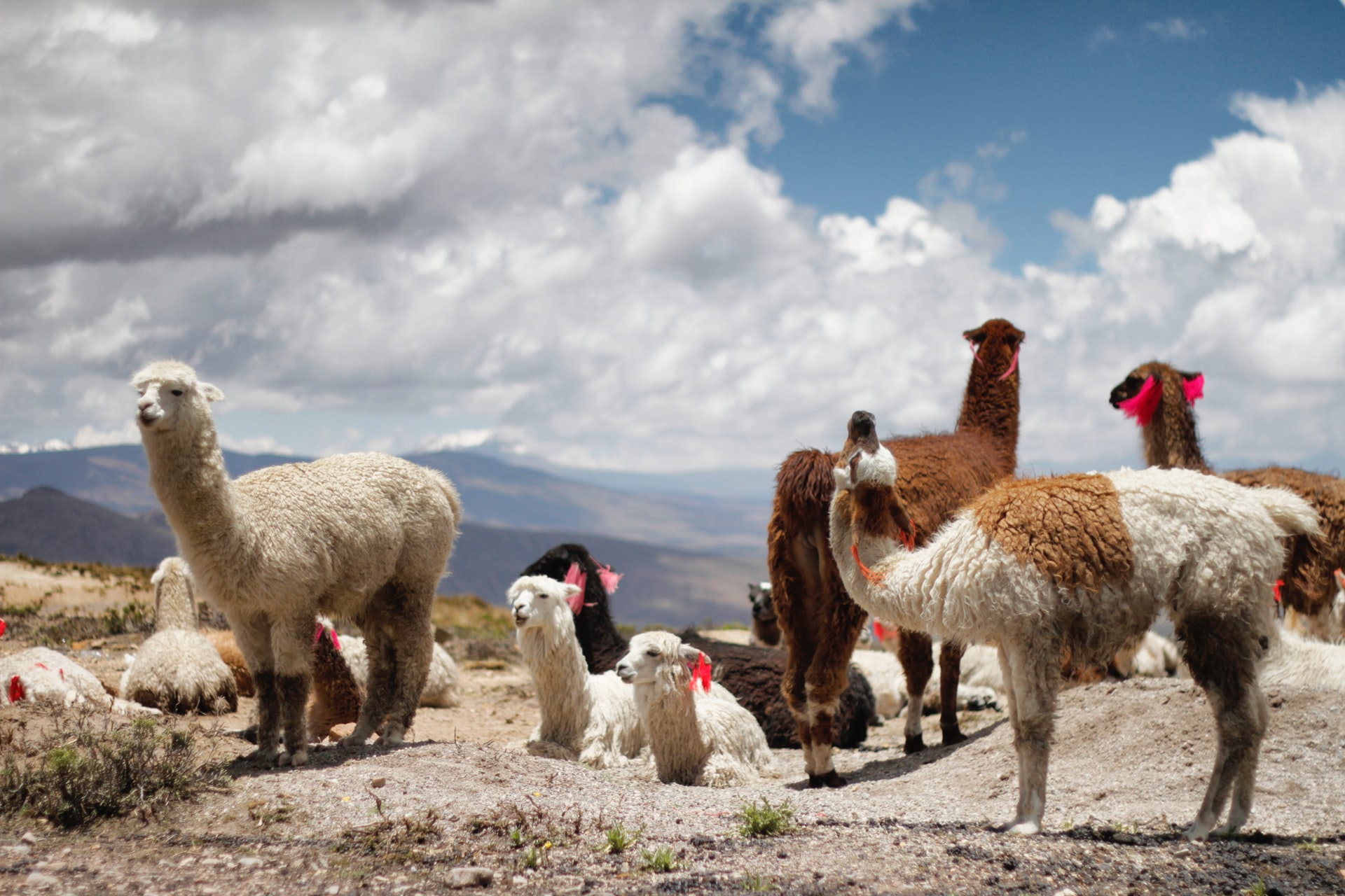 Peru-Alpaca