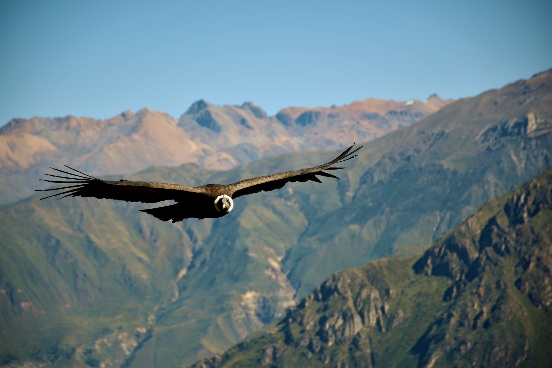 Peru-Canyon-Colca