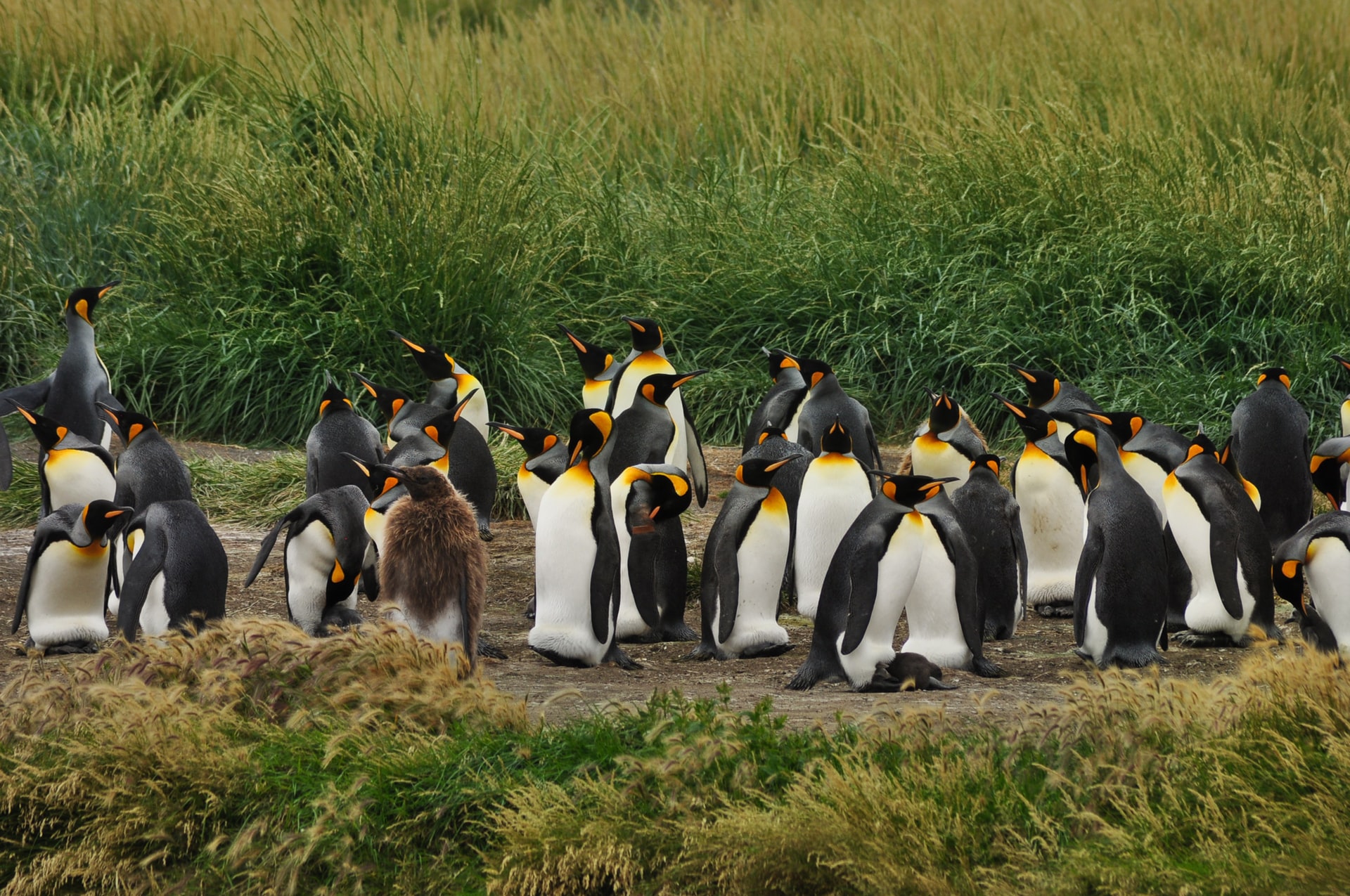 Chile-Tierra-del-Fuego-Penguins